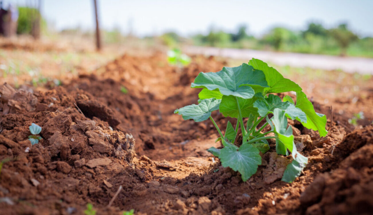 Innovations-in-Climate-Resilient-Farming-Systems